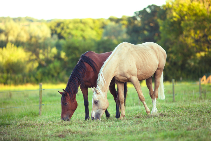 Lush pasture is not the only cause of laminitis
