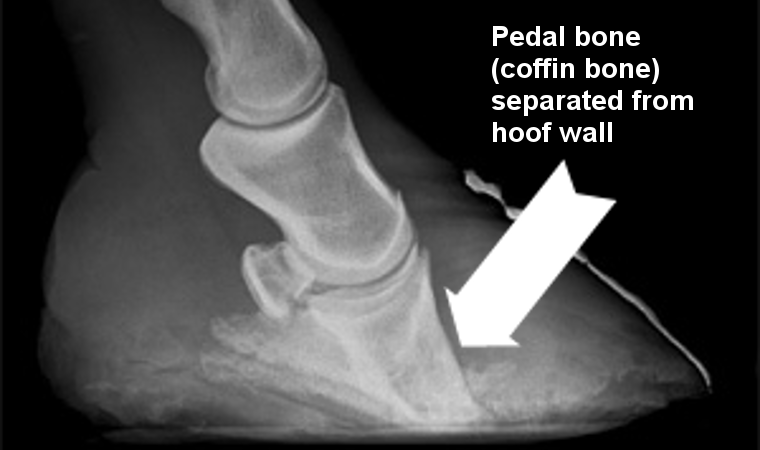 X-ray of horse's hoof showing pedal bone