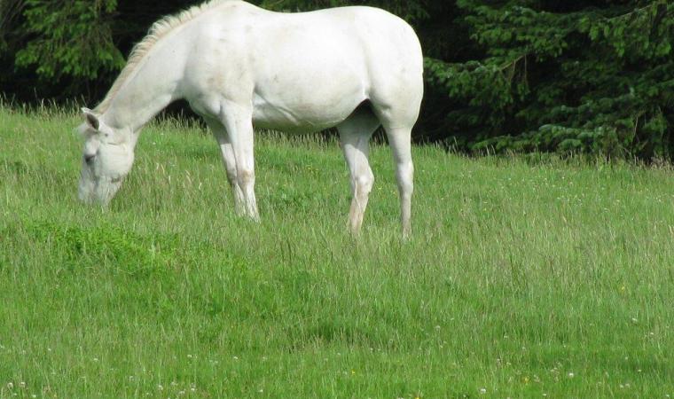 Fat pony in field