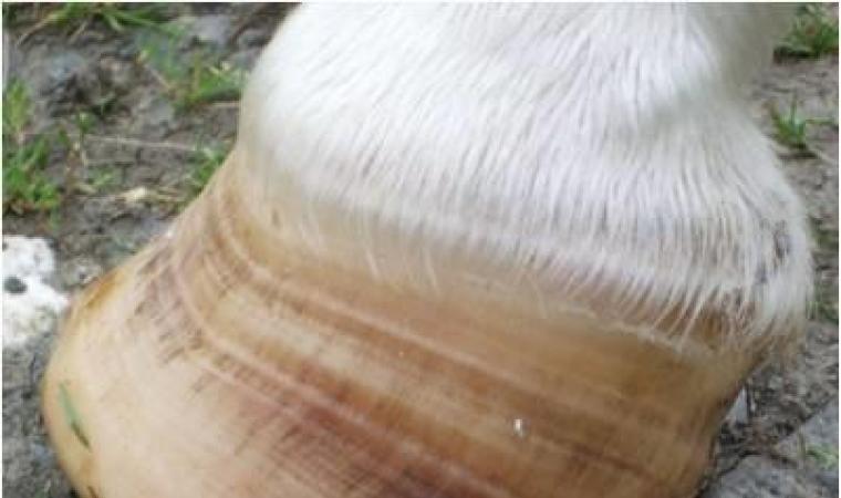 Laminitis rings