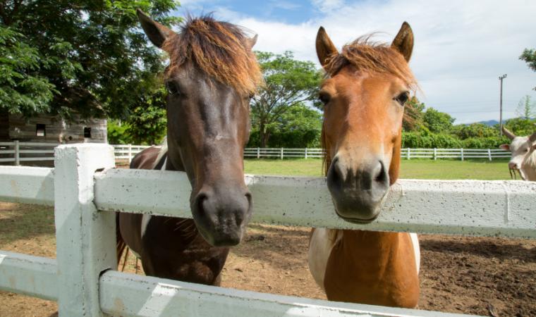 Two horses looking over a fence